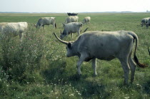 Ancient breed of longhorn Grey Steppe cattle.  Also known as Grey Hungarian  Hungarian Steppe and White Hungarian.Gray Farming