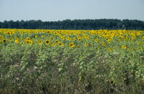 Field of sunflowers.