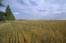 Expanse of agricultural land.  Farming