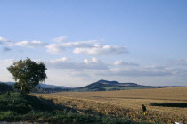 Harvested maize field.