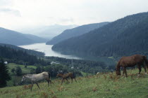 Horses grazing on hillside in the foreground with Lake Bicaz beyond.