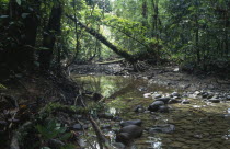 Rainforest interior.