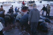 Torshavn.  Grindadrap traditional killing of pods of pilot whales.  Crowds on beach meeting small fishing boats bringing in whale carcasses.  Sea red with blood.