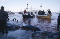 Torshavn.  Grindadrap traditional killing of pods of pilot whales.  People on beach meeting flotilla of small fishing boats bringing in whale carcasses.