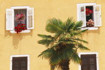 Yellow house front with white painted shuttered windows and palm tree outsideRovigno