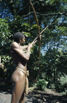 Tanna.  Tribesman hunting fruit bat with bow and arrow.