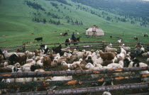 Kazakh nomads herding goats and sheep in summer pastures