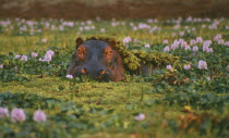 Hippo in pool of Nile cabbage weed