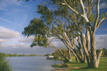 Murray River and eucalyptus trees.