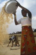 Woman winnowing rice.