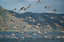 Mass of Flamingoes in flight over the water