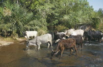 Group of cattle standing in water