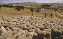 Massed sheep on large ranch