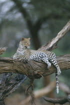 Leopard. Single animal lying on tree branch.Panthera Pardus