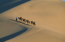 Silk Route. View looking down to man leading camels along ridge of sand dune