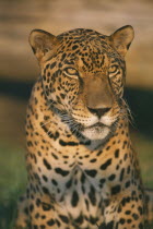 Portrait of Brazilian Jaguar