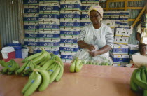 Banana pickers packing.