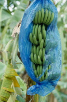 Bananas growing on tree wrapped in blue plastic.