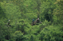 Chiang Dao Elephant Training Centre and tourist attraction with people trekking on elephants through lush green jungle. Center