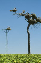 Several pairs of storks nesting high up in a tree. Andalusia