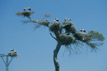 Close up of several pairs of storks nesting high up in a tree. Andalusia