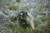 Hoary Marmot.  Single animal seen from front.