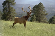 Elk in country landscape