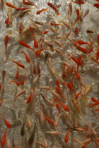 Goldfish waiting to be caught by children during summer Gion Matsuri