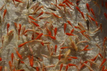 Goldfish waiting to be caught by children during summer Gion Matsuri