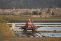 Mr and Mrs Katsumata  both over 70 years old  she drives tractor  preparing rice fields in spring