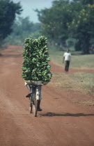 Man transporting bananas on bike for Mtoke a traditional Food dish.