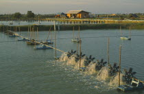 Shrimp farm near east coast town of Songkhla.