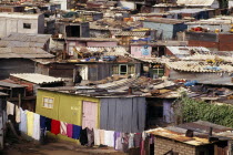 Chicken Farm shanty housing.Slum