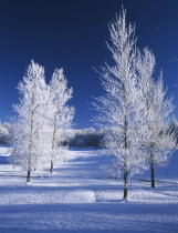 Ireland.  Winter landscape near Monaghan Town with trees covered in snow.