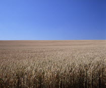 Field of ripe wheat.