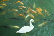 Swan swimming with carp