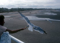 Tourist feeding sea gull from coastl pier. England