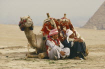 Camel lying down with two men seated on one side. Pyramid in background