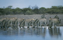 Zebra drinking at waterhole.