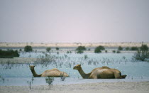 Two camels lying down in water with the desert behind.