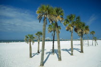 Group of palm trees on white sand beach with distant pier behind.