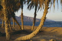 View of  beach with palm trees near Dahab