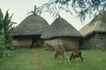 Calves grazing outside thatched huts of village with children in doorway.