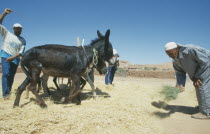 Team of donkeys used to thresh harvested wheat.