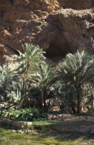 Wadi  an area of natural water in the desert  with cave in the background.