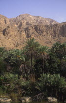 Wadi  an area of natural water in the desert  palm trees and a mountain in the distance