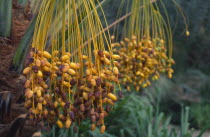 Fresh dates ready for collection.