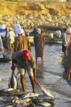 Fisherman collecting freshly caught fish  early morning  near the beach.