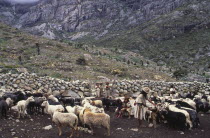 Ica man feeding sheep with family looking on  next to a long stone wall.