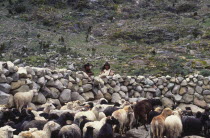 Two Ica Indian brothers overlooking sheep.